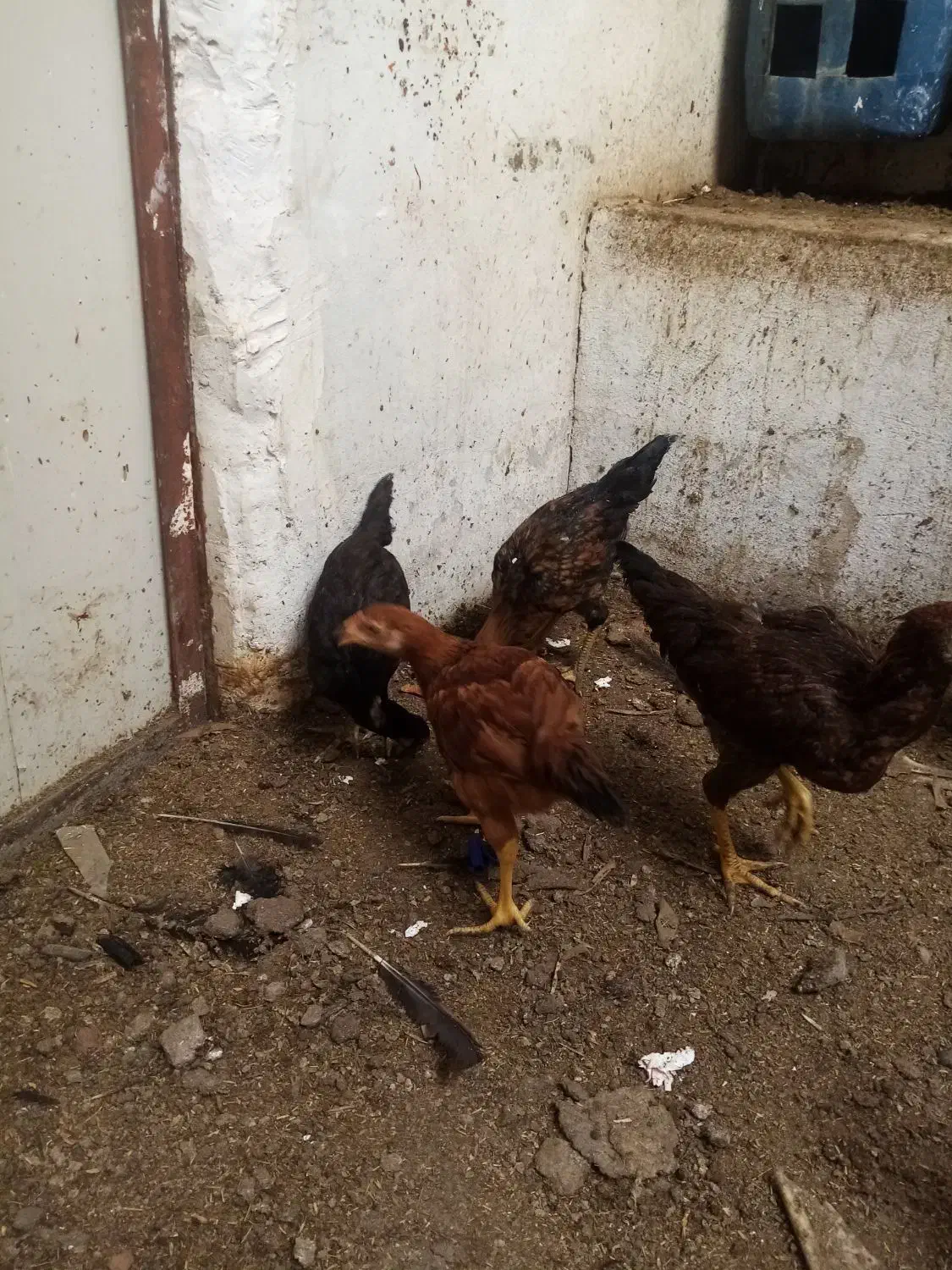 جوجه مرغ|پرنده|مشهد, ویلاشهر|دیوار