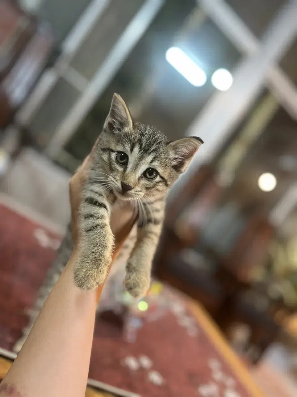 غذای سالم و خانگی گربه|لوازم جانبی حیوانات|لاهیجان, شیخ زاهد|دیوار