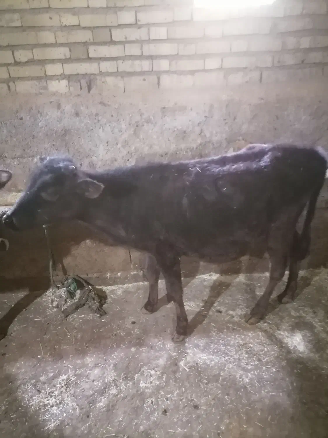 گوساله نر یک ساله|حیوانات مزرعه|روانسر, |دیوار