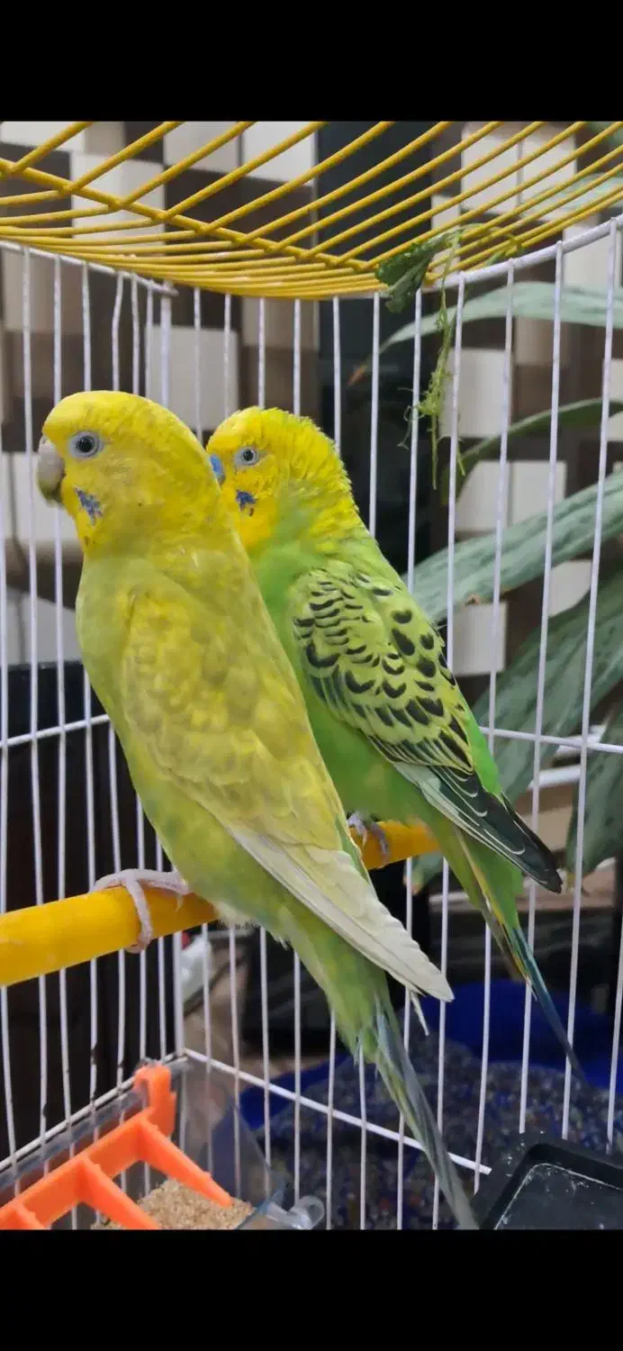 مرغ عشق با دو تا تخم|پرنده|سنندج, |دیوار