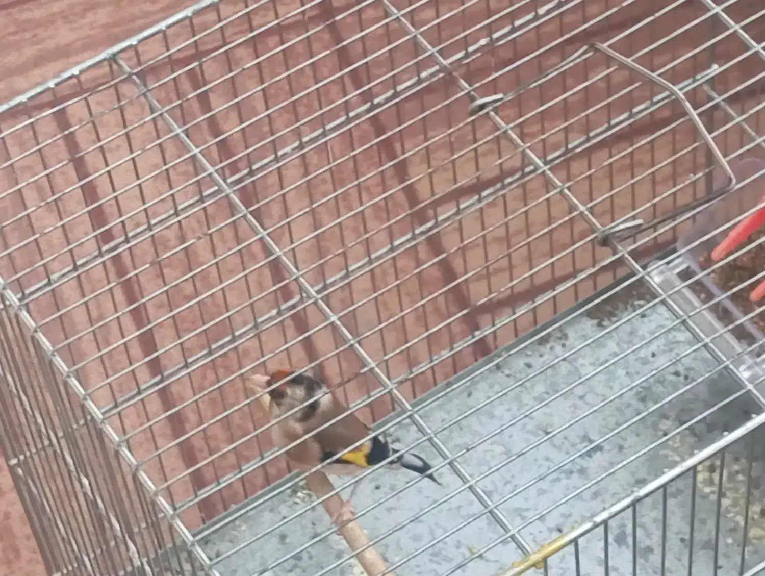 سهره نر قفس نرسرمایی|پرنده|سقز, |دیوار