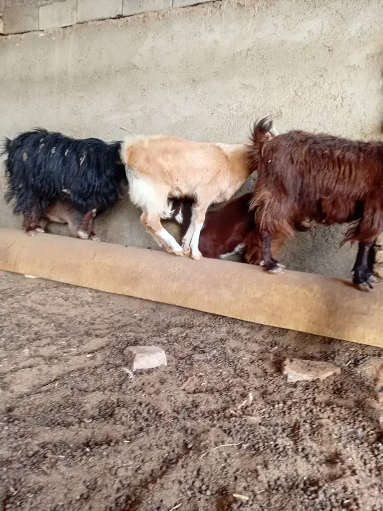 کره نر|حیوانات مزرعه|هامون, |دیوار