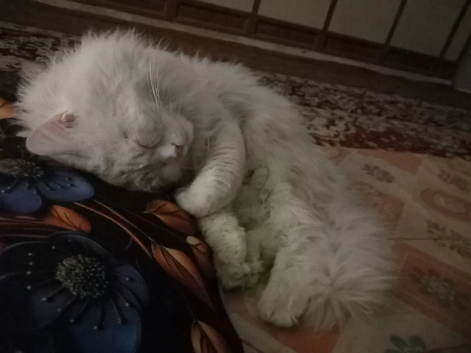 گربه ی نر رایگانه|گربه|اهواز, عین ۲|دیوار