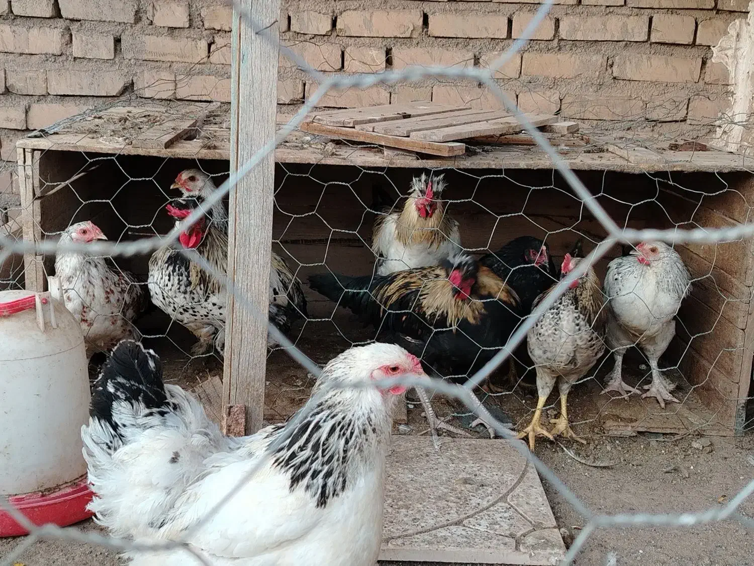 مرغ|حیوانات مزرعه|عطاملک, |دیوار