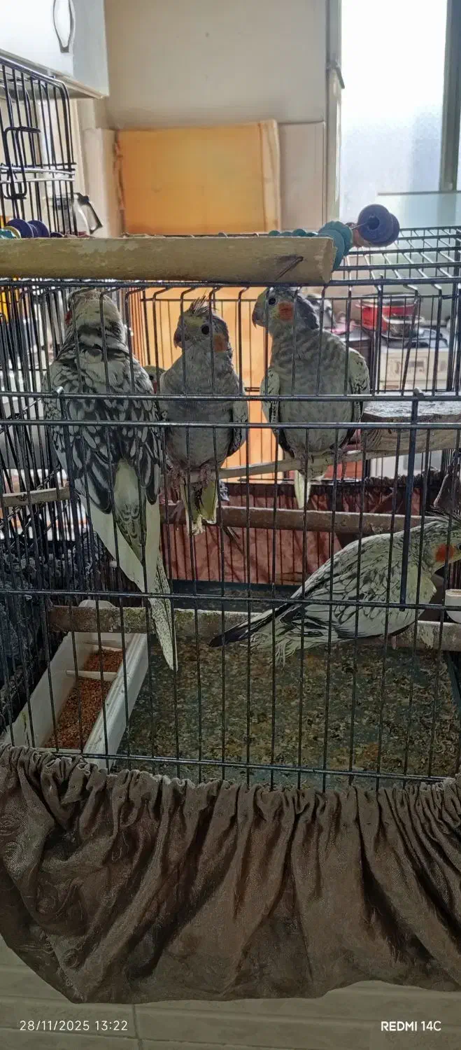 عروس هلندی|پرنده|گلستان (تهران), |دیوار