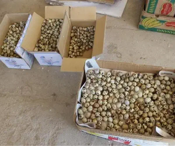 تخم.بلدرچین جوجه بلدرچین بلدرچین بالغ|حیوانات مزرعه|زاهدان, |دیوار