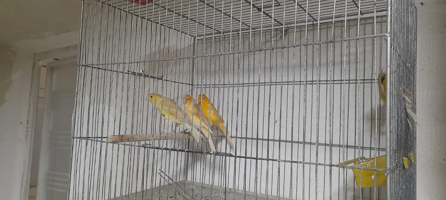 قناری ابلغ وزیتونی|پرنده|داراب, |دیوار