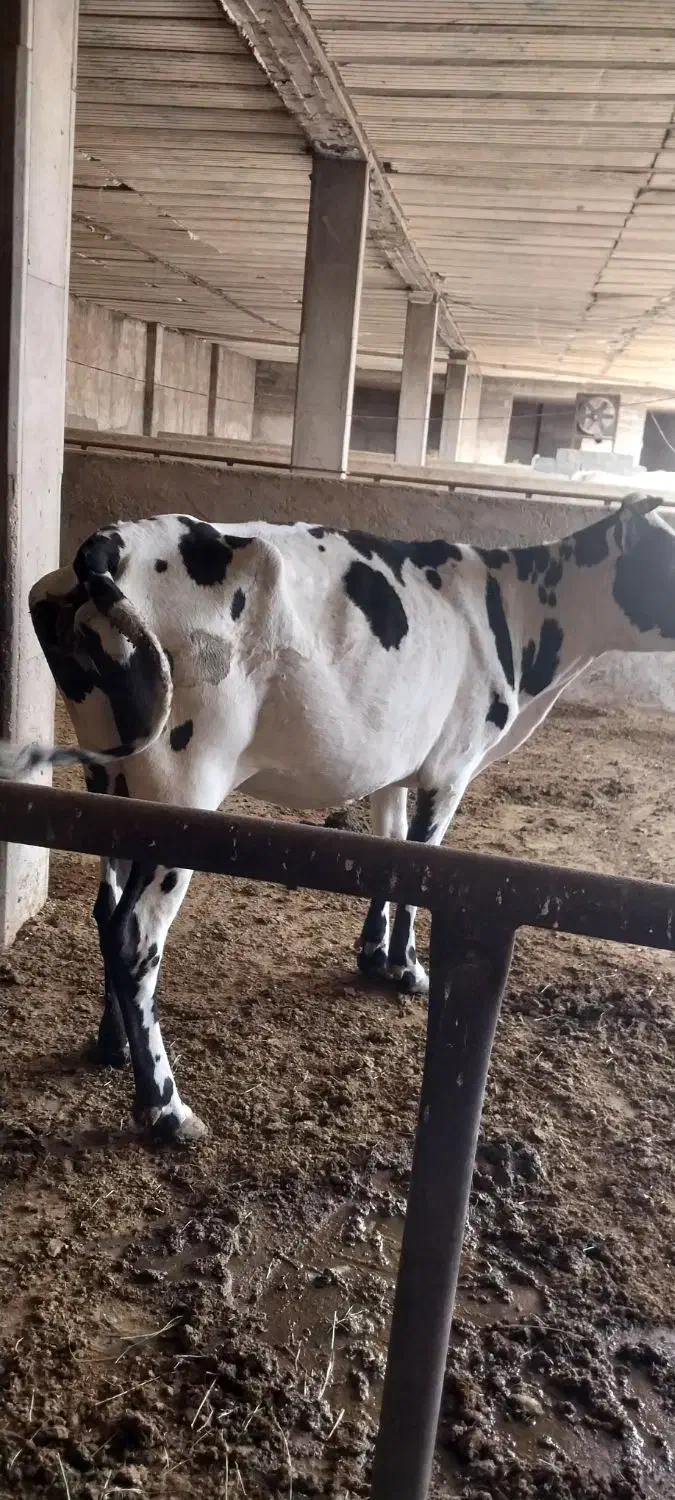 بندرماهشهر فروش گوساله|حیوانات مزرعه|بندر ماهشهر, |دیوار