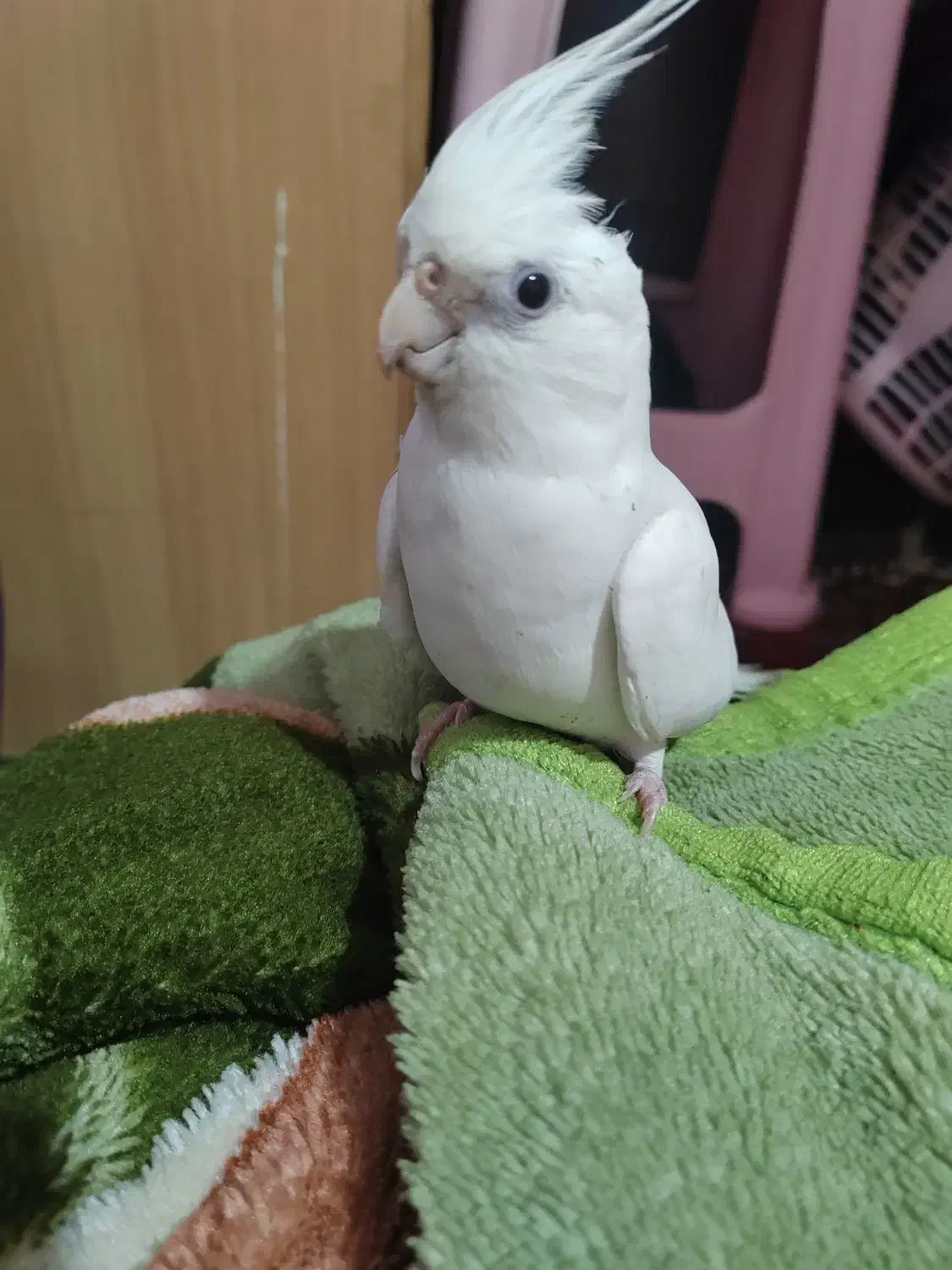 پرنده|پرنده|قلعه نو, |دیوار