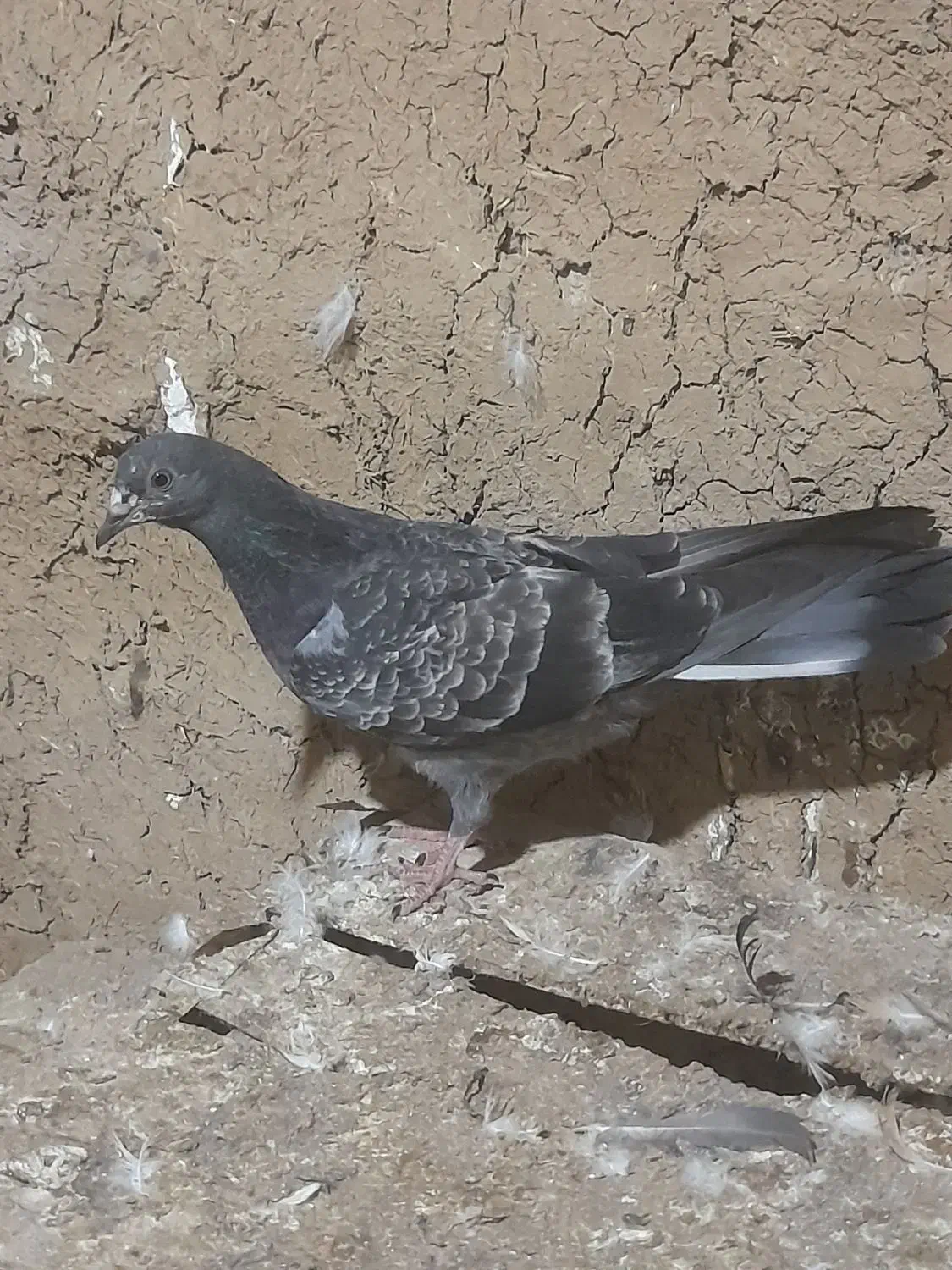 کبوتر پرشی|پرنده|گرمی, |دیوار