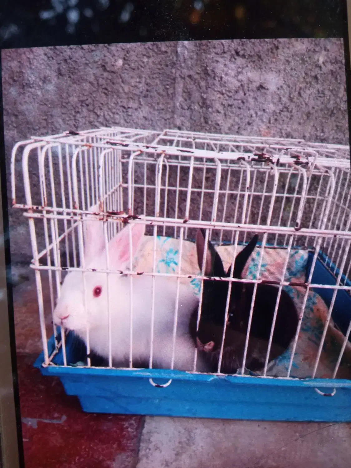 خرگوش مفت|موش و خرگوش|کازرون, |دیوار