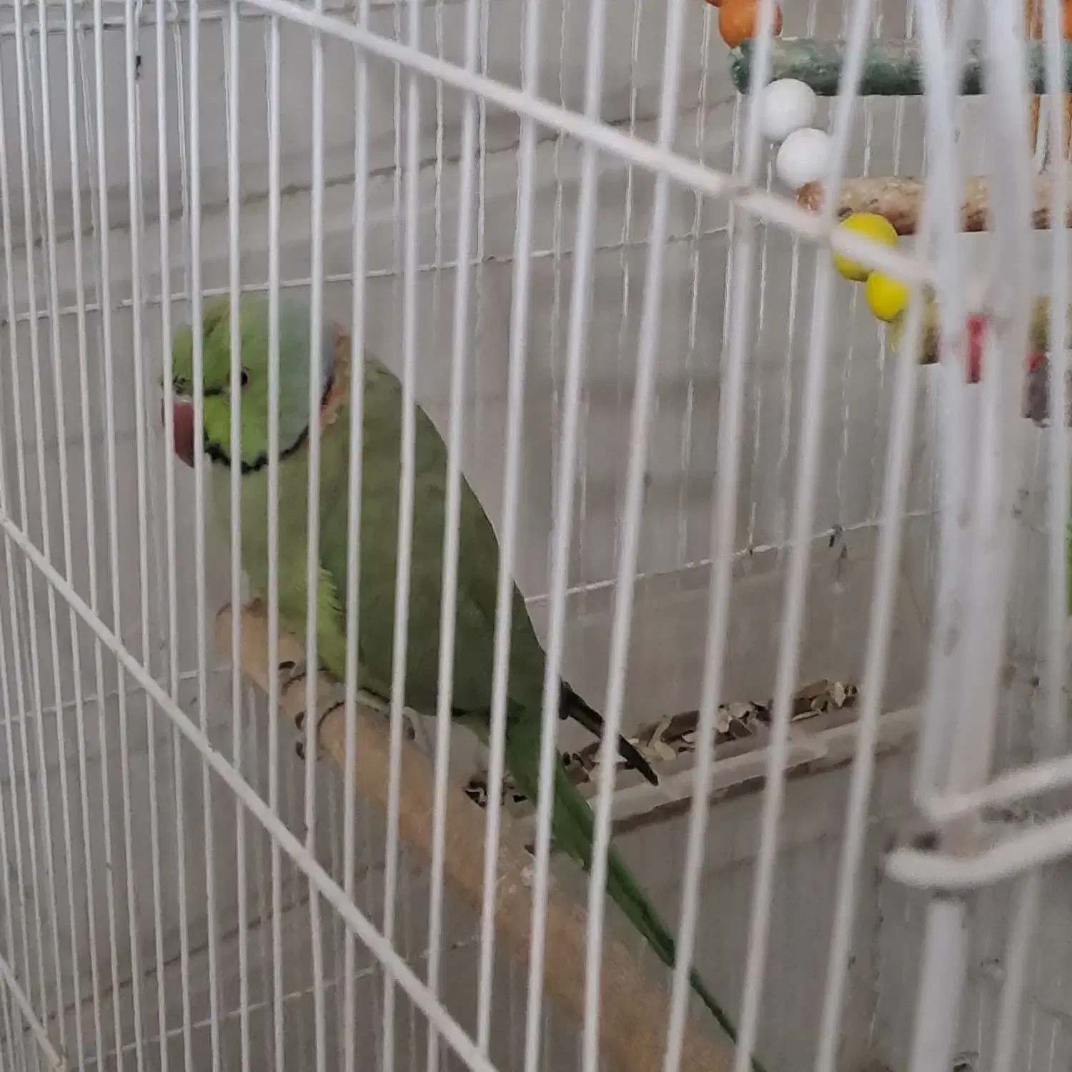 طوطی ملنگو|پرنده|خوسف, |دیوار