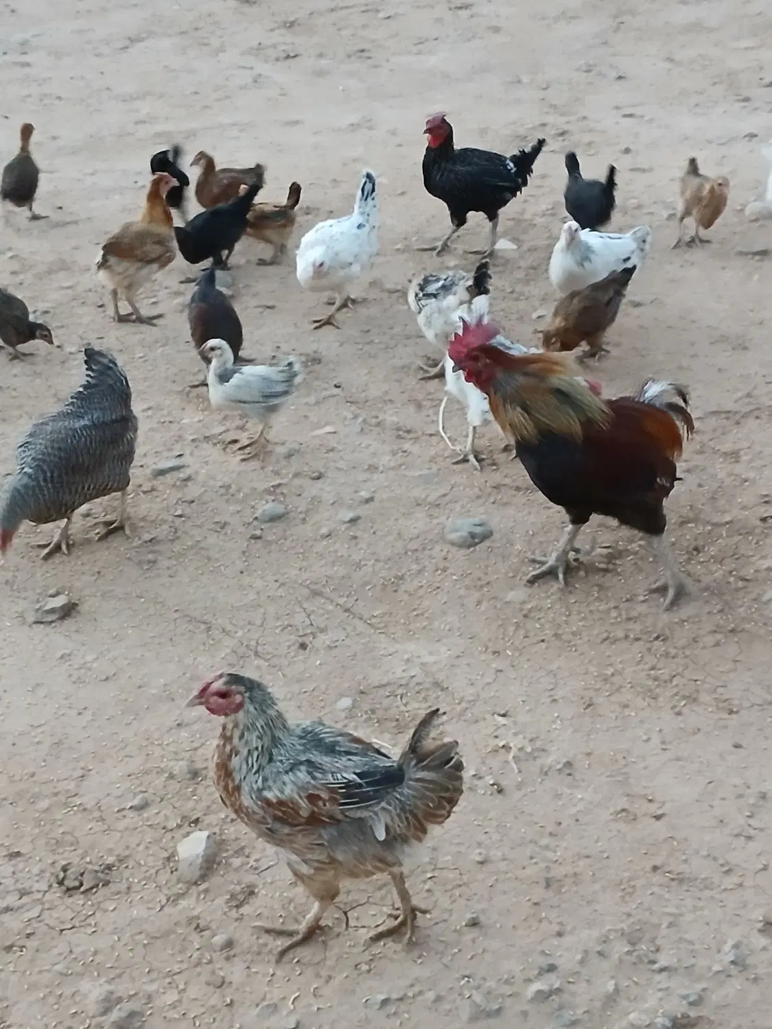 مرغ|حیوانات مزرعه|لردگان, |دیوار