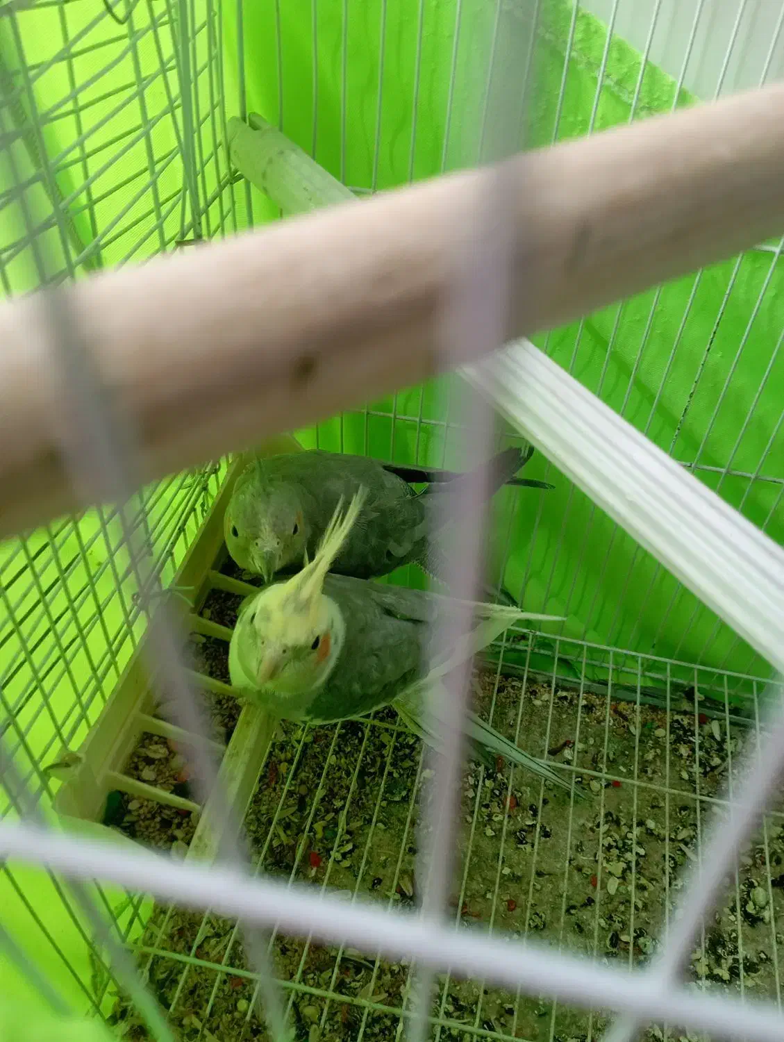 عروس هلندی مولد|پرنده|نقده, |دیوار