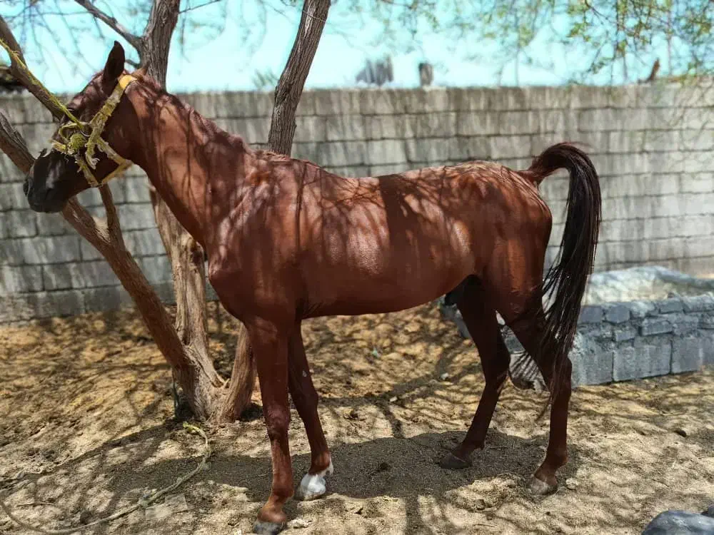 فروش اسب|اسب و تجهیزات اسبسواری|بندرعباس, |دیوار