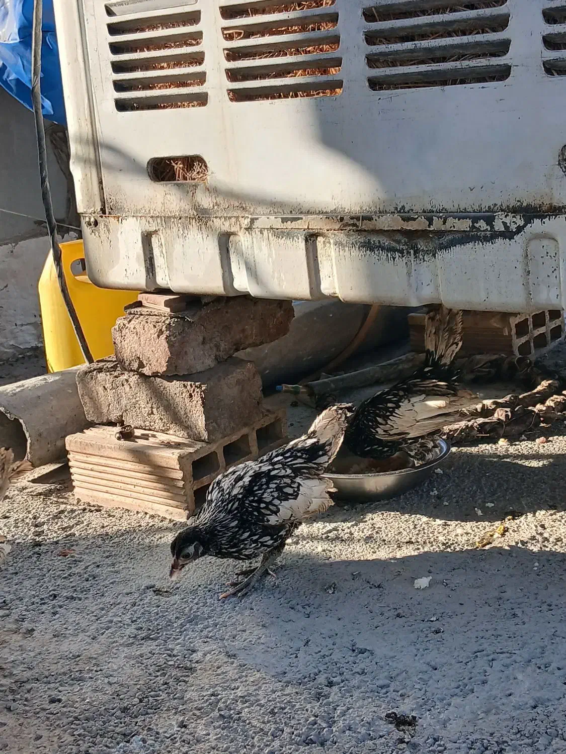 مرغ و خروس سیبرایت|حیوانات مزرعه|ملایر, |دیوار