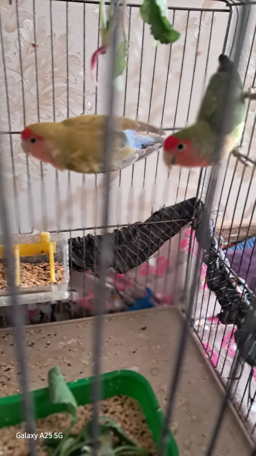 یک جفت کوتوله مولد|پرنده|خمینیشهر, |دیوار