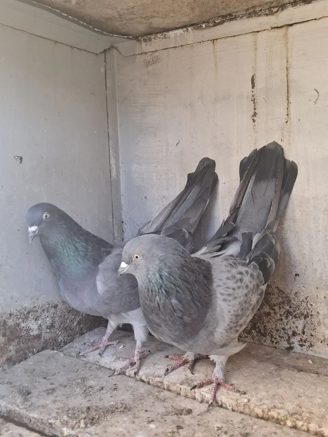 نر و ماده دوده ای|پرنده|شهرکرد, |دیوار