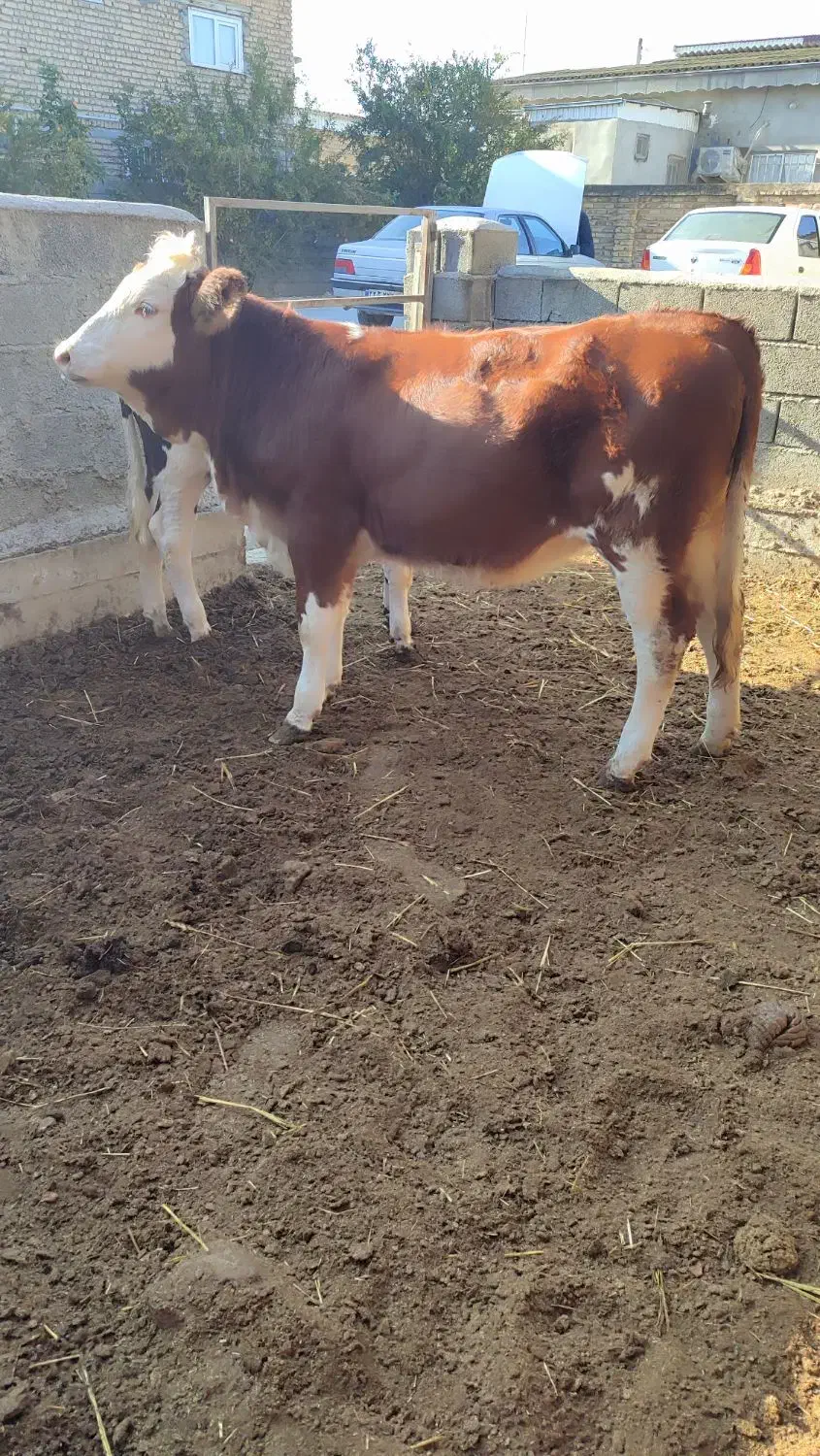 تلیسه مونت سیمینتال قرمز شرابی جنس|حیوانات مزرعه|گمیشان, |دیوار