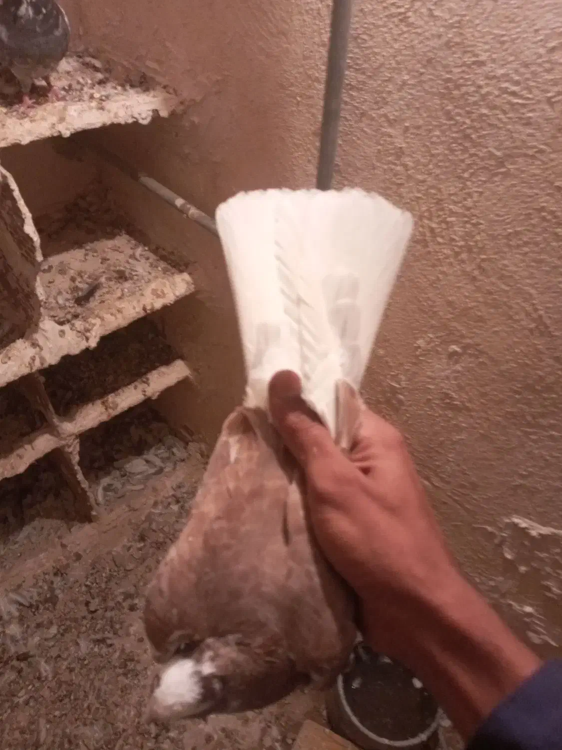 هفترنگ|پرنده|هامون, |دیوار