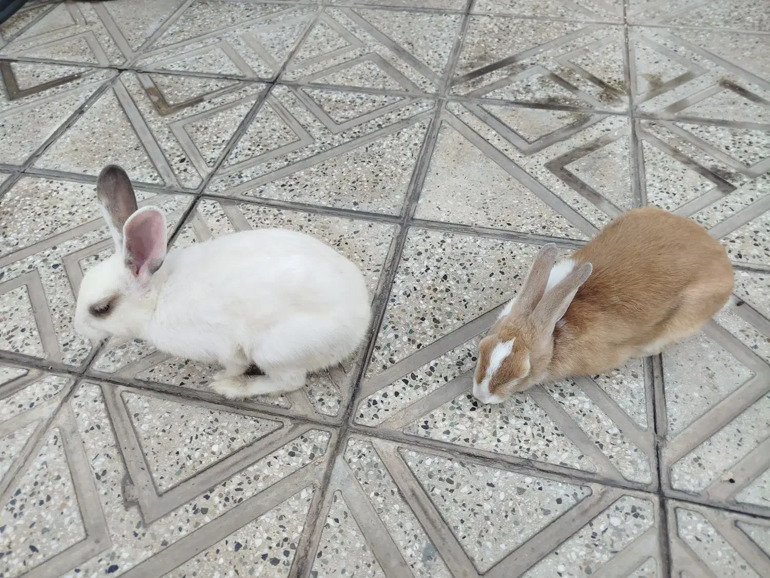 خرگوش خانگی بازیگوش|موش و خرگوش|آبیک, |دیوار