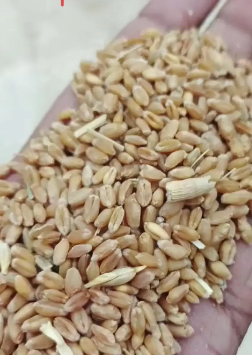 گندم دیم|خدمات باغبانی و درختکاری|نورآباد ممسنی, |دیوار