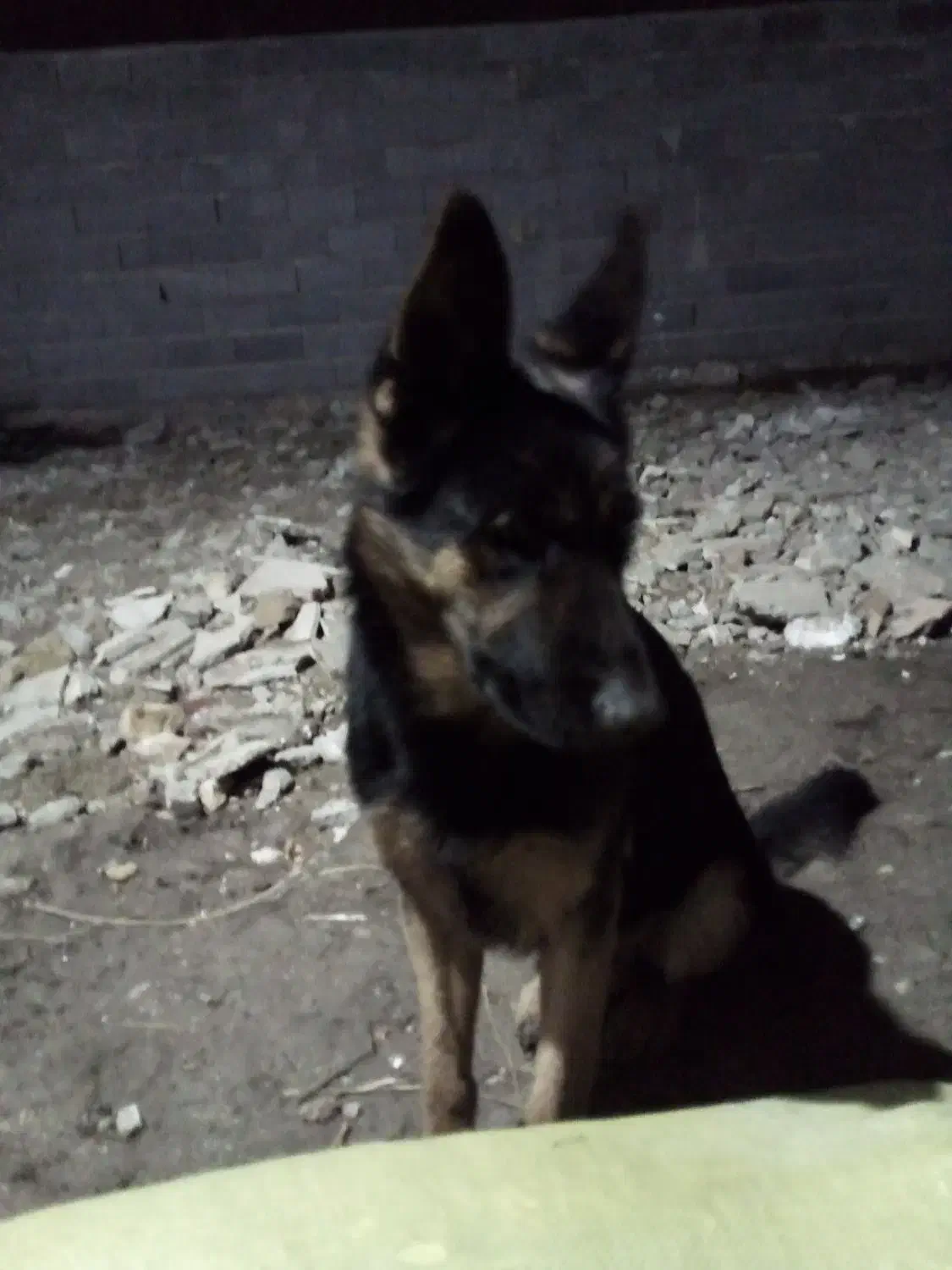 سگ ژرمن|سگ|ارومیه, |دیوار