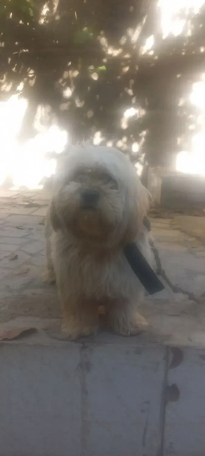 فروش سگ|سگ|فارسان, |دیوار