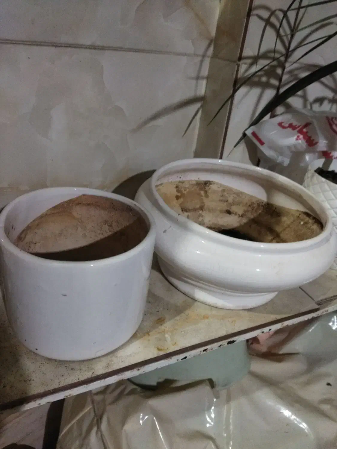 گلدان سفید|گل و گیاه طبیعی|رشت, شالکو|دیوار