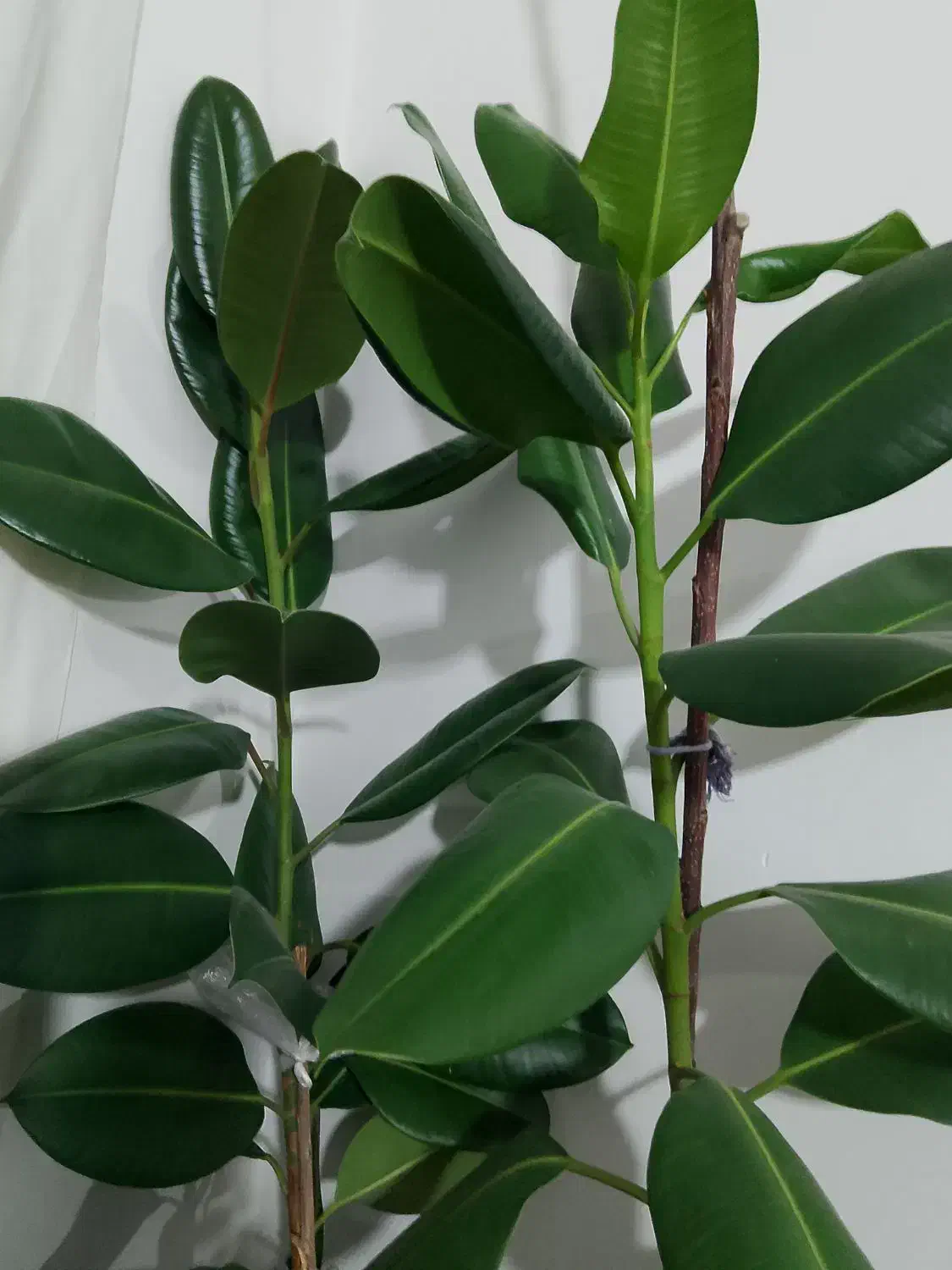 گل های خانگی|گل و گیاه طبیعی|مشگین شهر, |دیوار