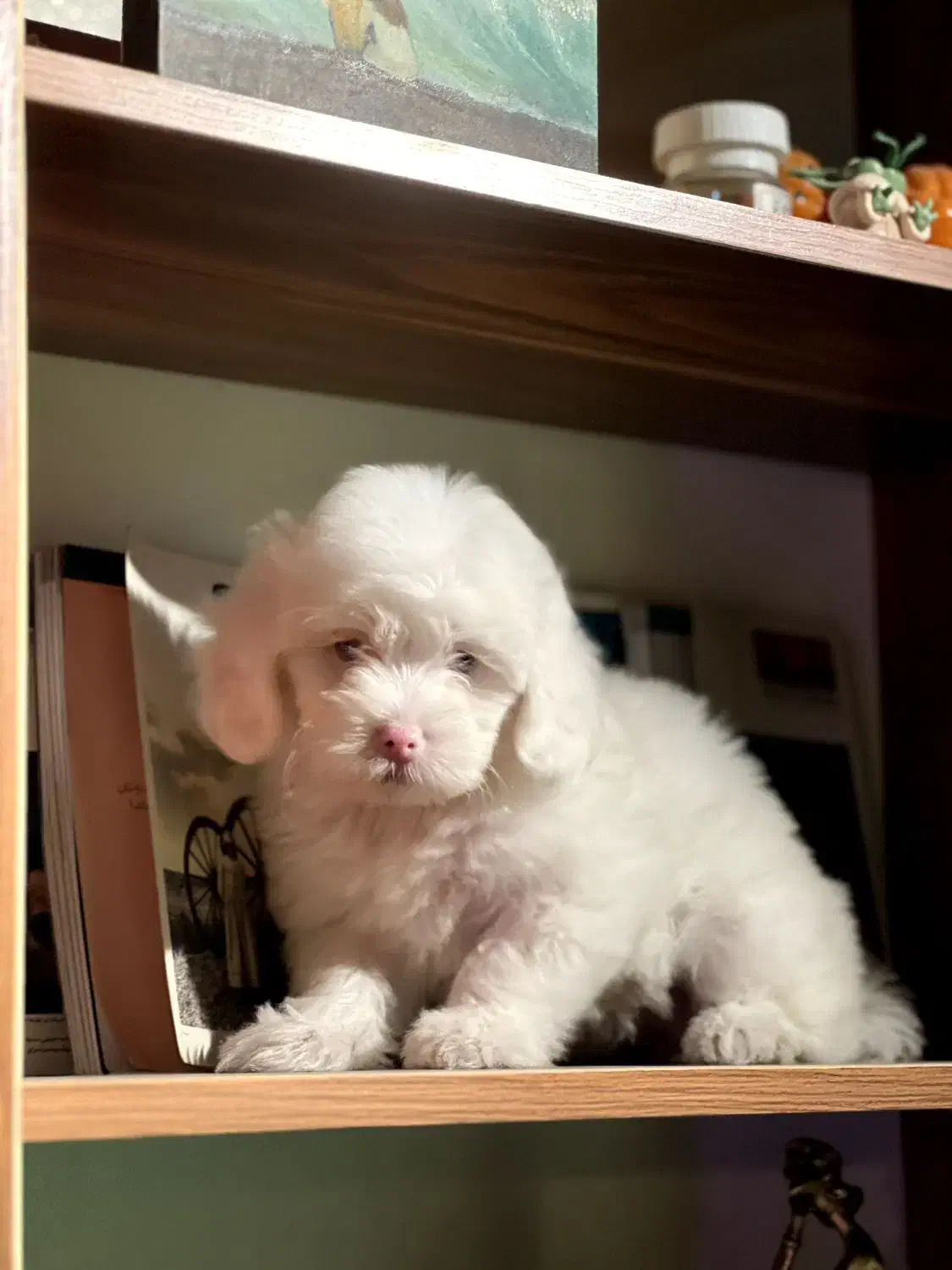 سگ خانگی|سگ|جوانرود, |دیوار