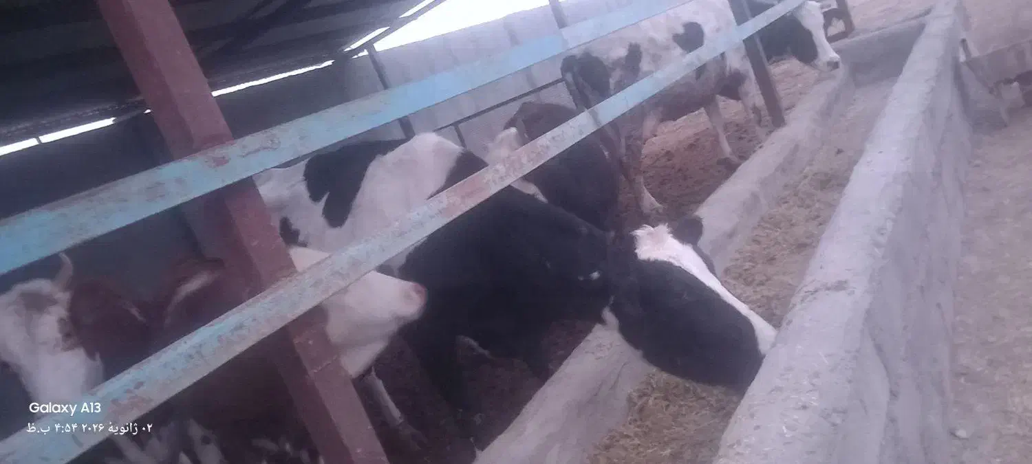 گاوشیری|حیوانات مزرعه|باشتین, |دیوار