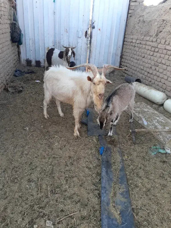 نر بز اصل سانن|حیوانات مزرعه|نیمبلوک, |دیوار