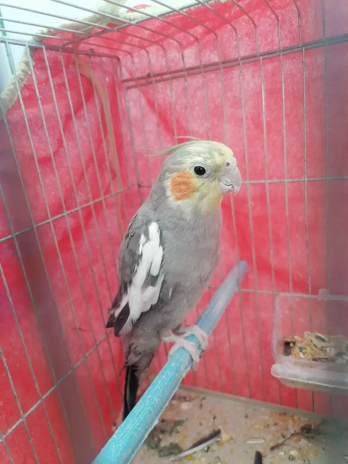 عروس هلندی|پرنده|میمند, |دیوار