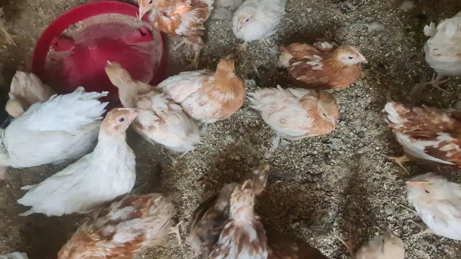 جوجه لوهمن اصیل ۱ روزه|حیوانات مزرعه|کرج, خرمدشت|دیوار