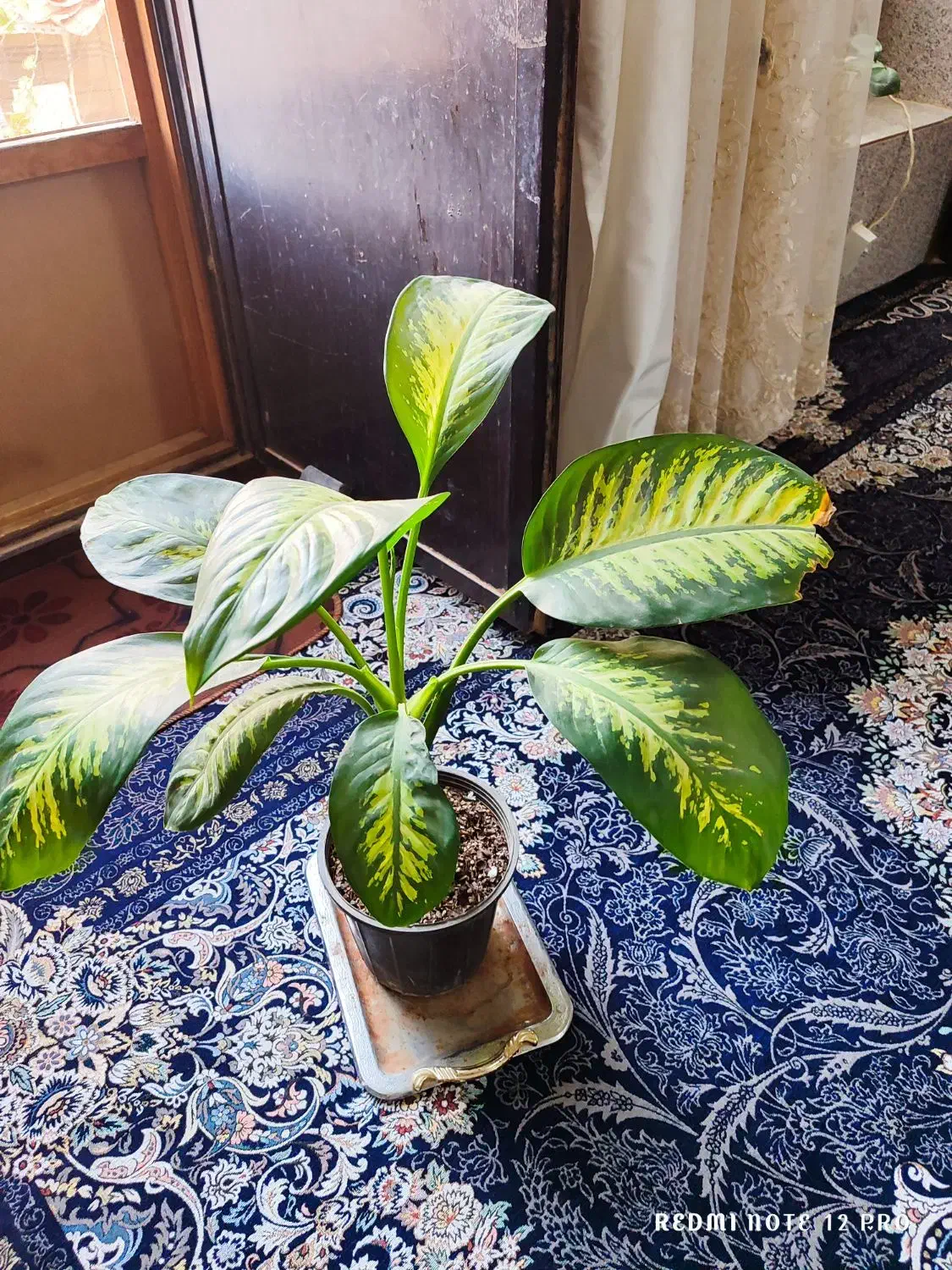 دوتا گل برکین و دیفن|گل و گیاه طبیعی|کرباسک, |دیوار