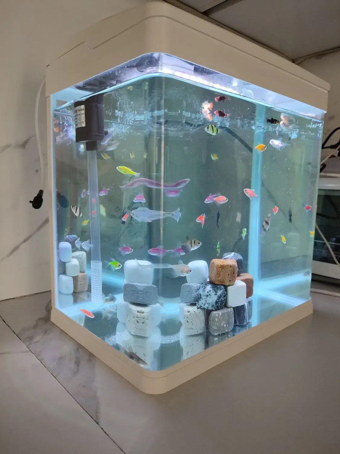 آکواریوم آماده شرکتی با ماهی و لوازم|ماهی|شیراز, تپه تلویزیون|دیوار