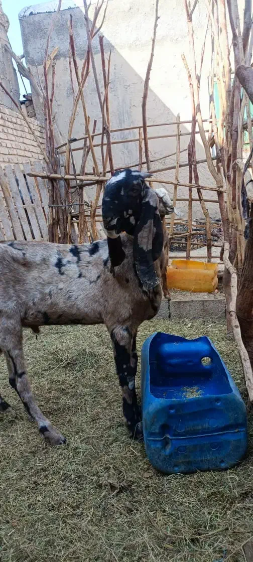 پنجاپ‌نر‌اصل|حیوانات مزرعه|سراوان, |دیوار