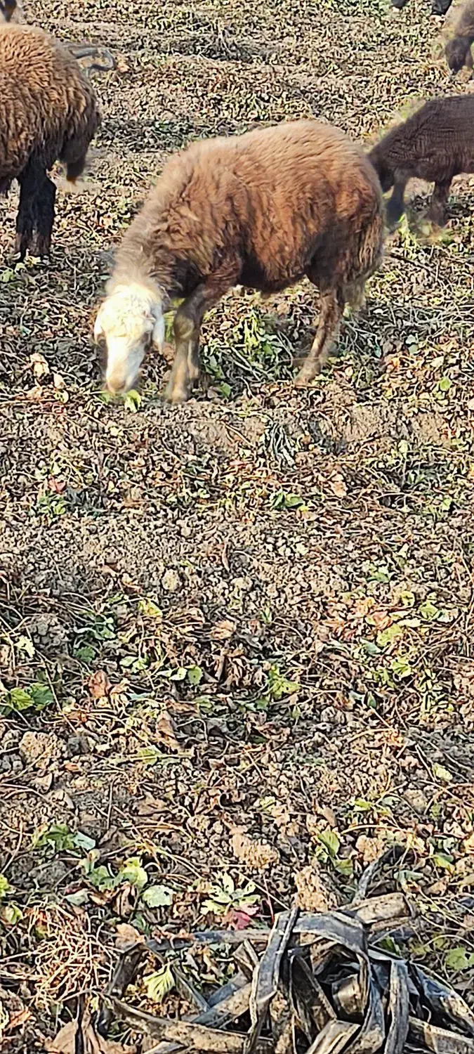 خانببین|حیوانات مزرعه|خان ببین, |دیوار