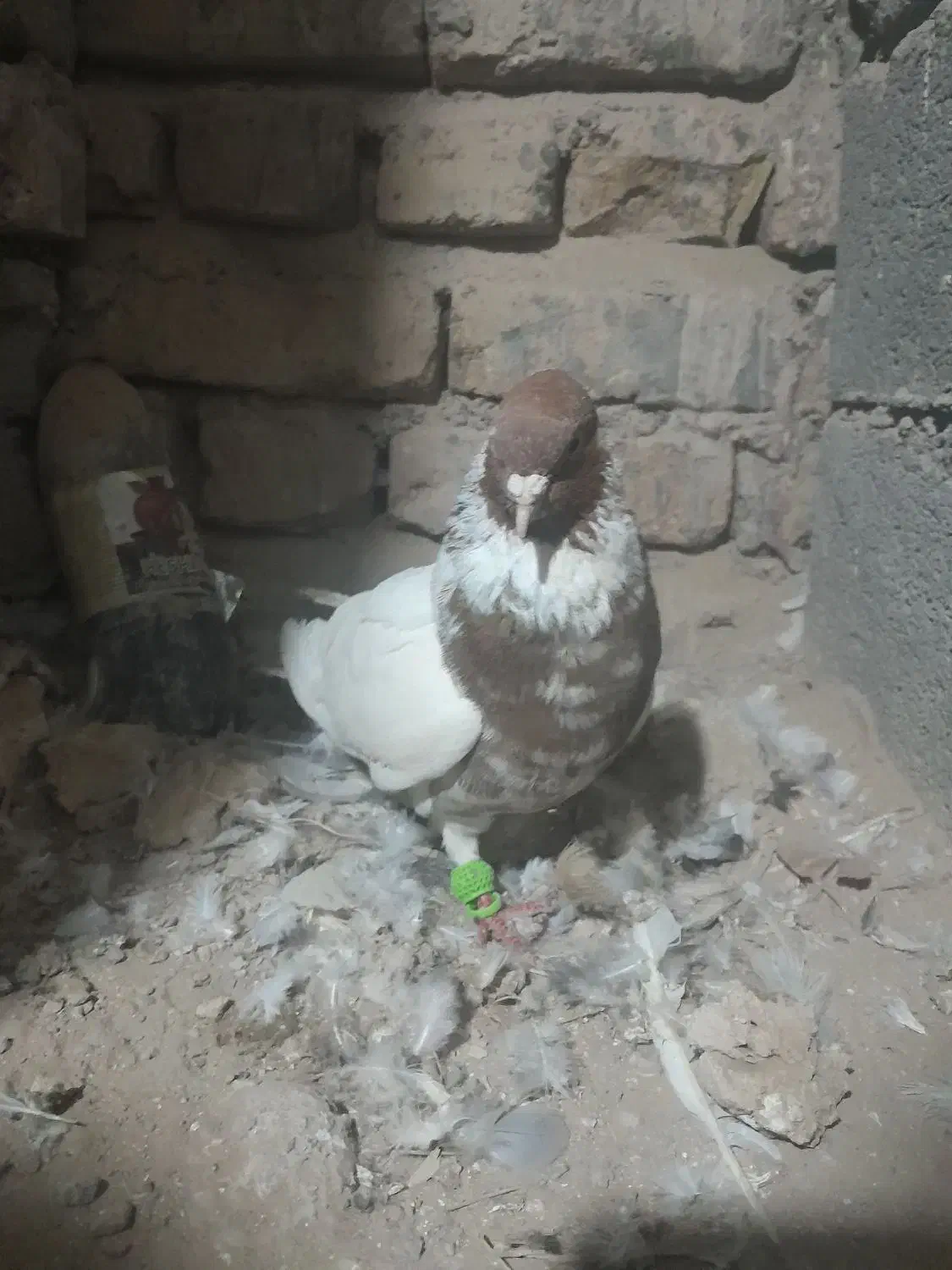 کفتر|پرنده|تربت جام, جامرود|دیوار