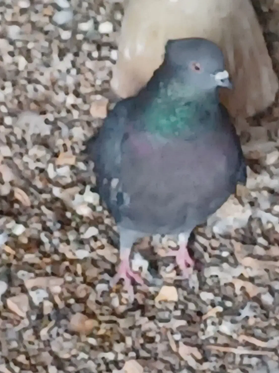 تهرونی|پرنده|اصفهان, حصه جنوبی|دیوار