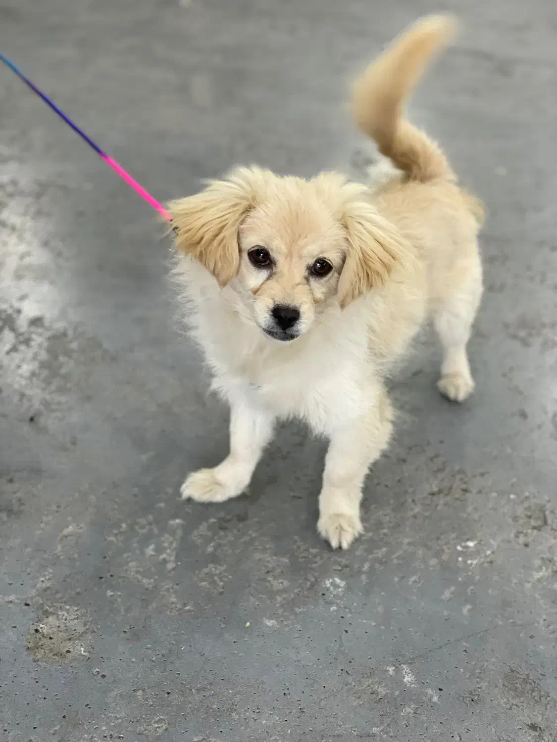 اشپیتز ۳ ماهه ماده|سگ|بابلسر, |دیوار