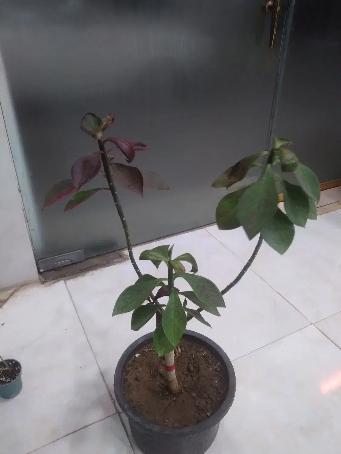 گلسرای پیچک|گل و گیاه طبیعی|خوی, |دیوار