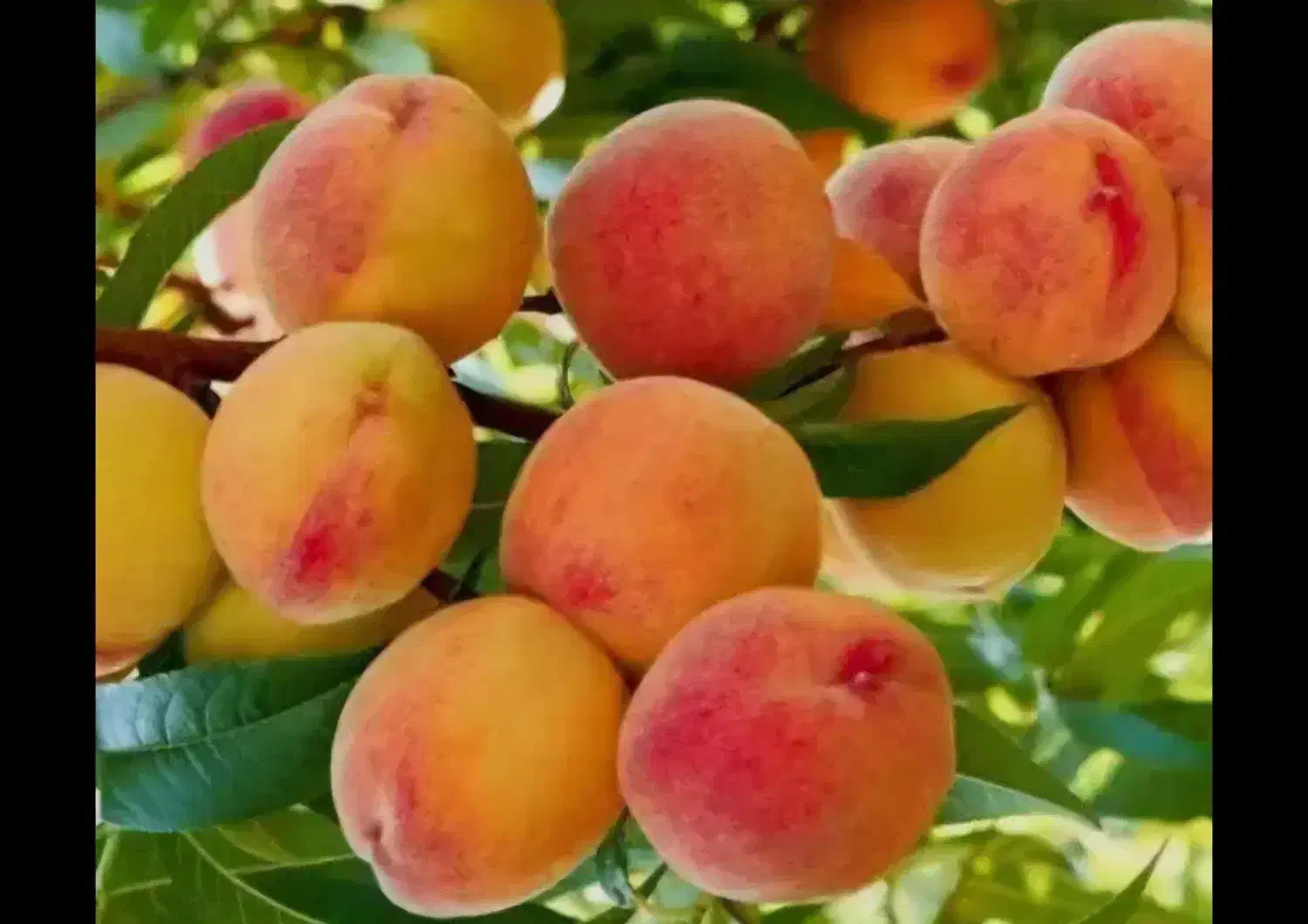 هرس باغ و باغچه و ویلا|خدمات باغبانی و درختکاری|زنجان, |دیوار