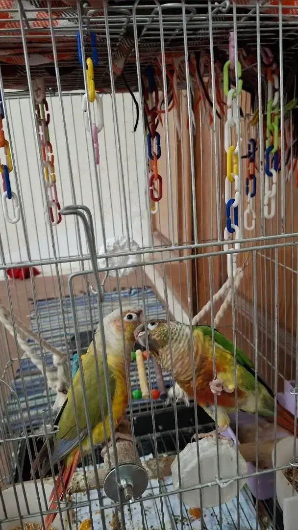 طوطی گرینچیک|پرنده|اردبیل, |دیوار