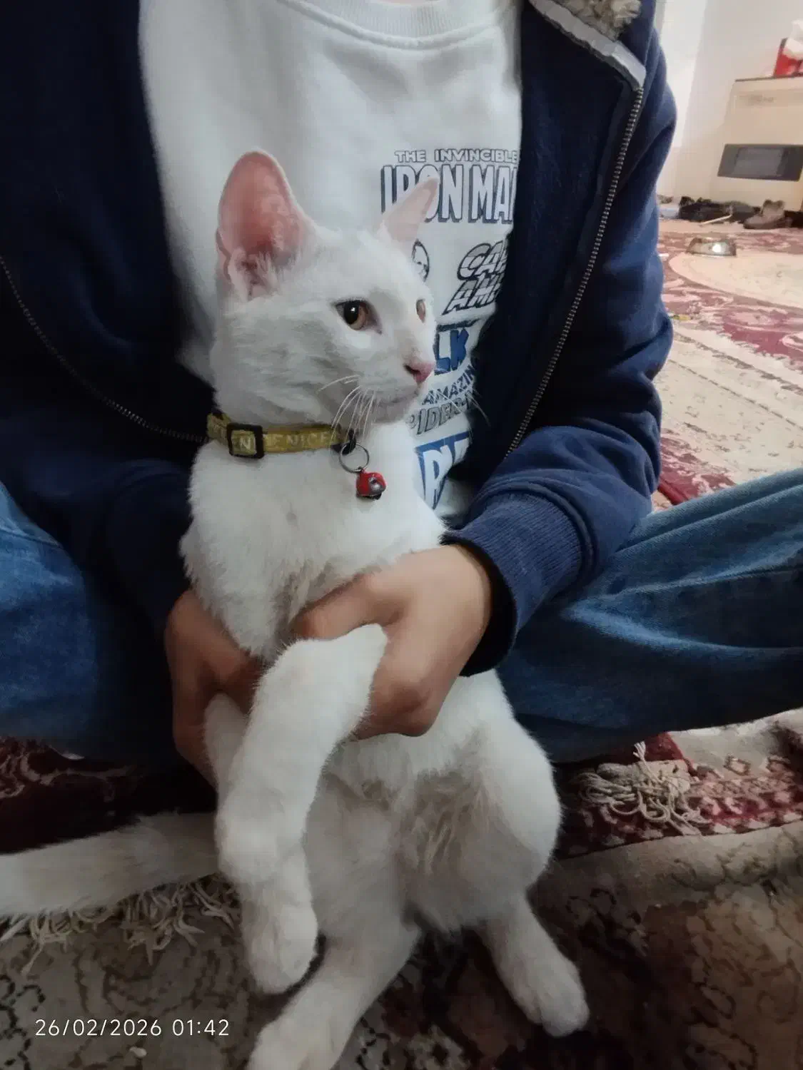 گربه ملوس|گربه|مشهد, آبکوه|دیوار