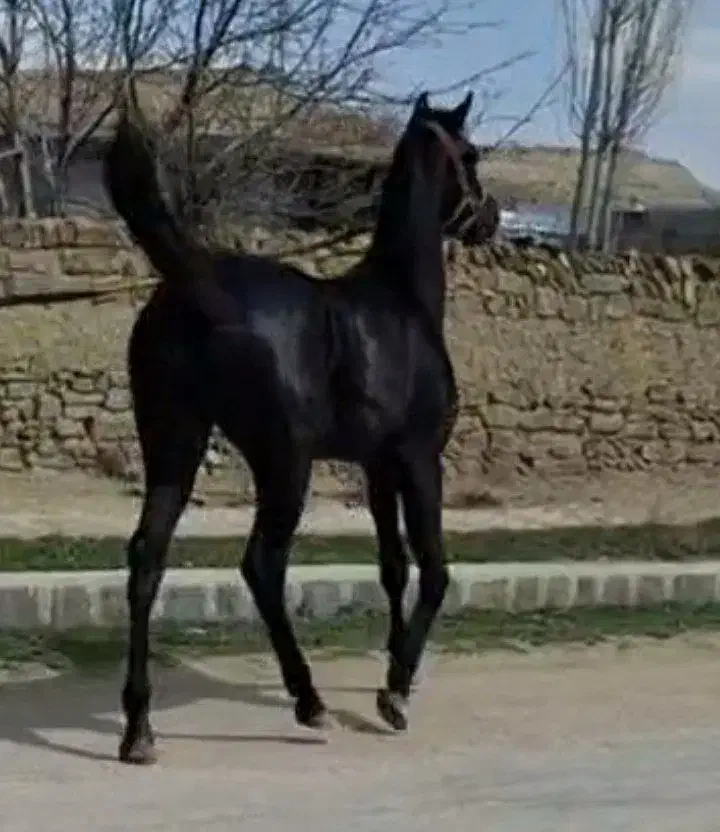 اسب آخال ایرانی با مدرک فدراسیونی|اسب و تجهیزات اسبسواری|مشهد, پایگاه شکاری|دیوار