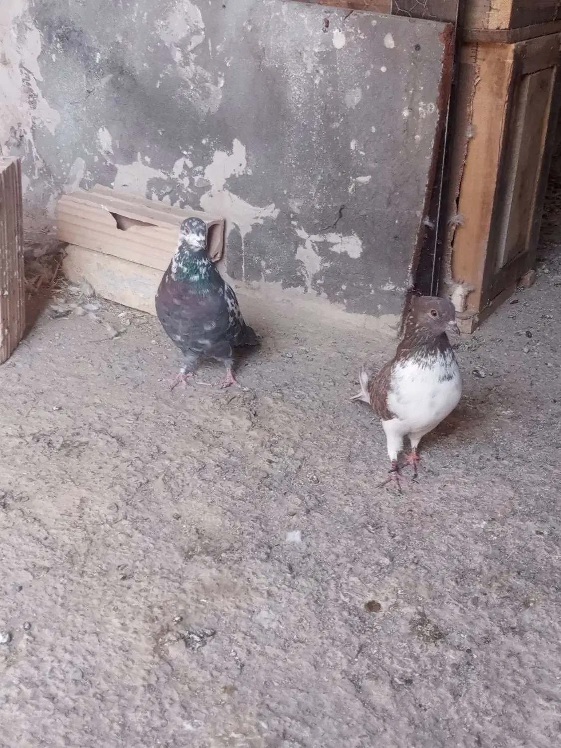 کبوتر پرشی|پرنده|قرچک, فردیس|دیوار