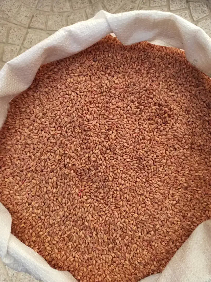 بذر گندم رقم سالار|گل و گیاه طبیعی|سراب, |دیوار