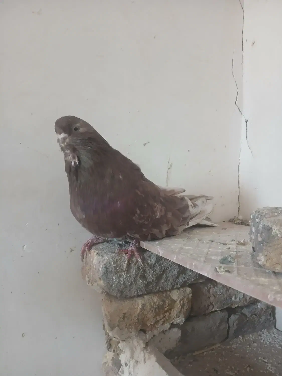 کبوتر سرور|پرنده|هریس, |دیوار